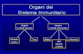 Organi del Sistema immunitario - unipi.itomero.farm.unipi.it/matdidFarm/74/immMaterSuppl.pdf · • Gli organi linfatici secondari catturano l’antigene e forniscono la sede in cui