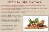 Storia del cacao - DidatticAlberghiera · Storia del cacao •Pianta originaria dell’America Meridionale che cresceva spontaneamente nelle pianure del bacino del Rio delle Amazzoni