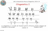Citogenetica I · 2013-10-23 · LM Sc.Biosanitarie Ricerca Diagnostica 2013-14 By NA Citogenetica I La citogenetica e` lo studio dei fenomeni genetici attraverso l’analisi citologica
