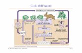 Ciclo dell’Azoto · S. Marsili-Libelli: Ciclo dell’Azoto pag. 2 Ciclo dell’Azoto Catena alimentare −NH 2 Ammonificazione Ossidazione biologica dell’Ammonio Ambiente acquatico