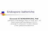 Presentazione di PowerPoint MICROBIOLOGIA... · 2010-12-14 · Spora batterica Caratteristiche generali Spora: struttura di resistenza, endocellulare (si forma dallo sporangio), metabolicamente