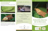 cesavedf.org.mx marron de la manzana .pdf · Vigilancia Epidemiológica Fitosanitaria Características de reconocimiénto La larva es de color amarillento con una central color verde
