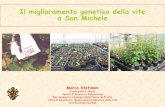 Il miglioramento genetico della vite a San Michele...Il miglioramento genetico della vite a San Michele Marco Stefanini Fondazione E. Mach Centro di Ricerca e Innovazione Dip. Genomica