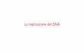La replicazione del DNA. la... · La natura semiconservativa della replicazione del DNA replicazione replicazione replicazione In un ciclo di replicazione ciascuno dei due filamenti