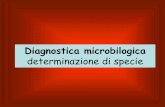 Diagnostica microbilogicadstunisannio.it/sites/default/files/2019-11/11.tecniche... · 2019-11-06 · In microbiologia saggiando i prodotti chimici finali di processi enzimatici e