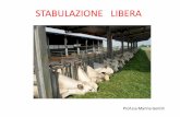 STABULAZIONE LIBERA · 2016-10-09 · paglia 1 Kg/mq per mantenere pulita dallo sterco l’area su cui si sdraiano gli animali (5-7 Kg di paglia per capo al giorno); • rinnovata