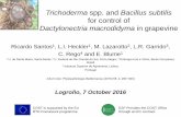 Dactylonectria macrodidyma in grapevinemanagtd.eu/images/uploads/content/248/C Rego_Logrono WG4...(short note: Phytopathologia Mediterranea (2016) 55, 2, 293−300) Logroño, 7 October