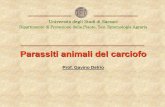 Parassiti animali del carciofo - Since 1995 · 2012-07-30 · Vanessa cardui (L.) Cossus cossus (L.) Lasioderma baudii Schils. Ditteri Nematodi Agromyza apfelbecki Strobl. Longidorus