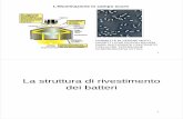 La struttura di rivestimento dei batteriusers.unimi.it/sguglie/Didattica2016-2017/Lezione2_30set...3 La struttura dei batteri # = non sono presenti in tutti i batteri # # # # # 4 La