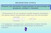 MICROSCOPIA OTTICA Tecnica che permette l’osservazione al ... · AUXOCROMO L’auxocromo è un gruppo chimico ionizzabile, unito covalentemente al cromoforo. E’ responsabile: