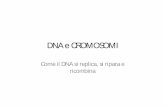 DNA e CROMOSOMI · 2016-01-22 · un cromosoma eucariotico stabile. Quantità di DNA presente in un genoma aploide. Un gene è un’unità funzionale complessa che serve a realizzare