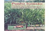 Pasto Toledo-2000 - CGIARciat-library.ciat.cgiar.org/Forrajes_Tropicales/Released/...En la década de los 90, Costa Rica importó 966,453 kg de semillas de forra- jeras mejoradas;
