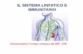 IL SISTEMA LINFATICO E IMMUNITARIO - Altervistafisicainweb.altervista.org/.../SISTEMA_LINFATICO/3.LINFATICO.pdf · Il sistema linfatico Il sistema linfatico è responsabile soprattutto