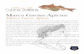 Marco Gavius Apicius Marco Gavio Apicio...Cucina Italiana Marco Gavius Apicius Marco Gavio Apicio Nacque intorno al 25 A.C. e morì suicida verso la ine del regno di Tibe-rio. Fu considerato