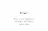 Toxinas - fmed.uba.ar · •Tetanos •Botulismo . Clostridium tetani •Bacilo gram + anaerobio formador de esporas Formas jóvenes (flagelo) Formas maduras (forma esporas ) •Toxinas