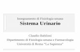 Insegnamento di Fisiologia umana Sistema Urinario urinario.pdf · 2010-01-25 · Claudio Babiloni, S. urinario Funzioni del sistema urinario: (1) filtrare il sangue per regolare la
