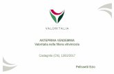 ANTEPRIMA VENDEMMIA Valoritalia nella filiera vitivinicola · do certificate valoritalia - piemonte – hl imbottigliati (valori assoluti) 4 anni anteprima vendemmia valoritalia nella
