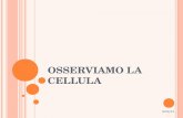 OSSERVIAMO LA CELLULA - ITIS Enrico Fermi · PROTISTI - unicellulari FUNGHI PIANTE ANIMALI PROCARIOTI BATTERI ARCHEI Euglena Paramecium Amoeba 2. GLI ORGANISMI UNICELLULARI ...