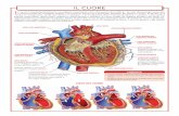 IL CUORE - IBS · Il lato destro del cuore pompa il sangue privo di ossigeno verso i polmoni, affinché raccolga ossigeno; il lato sinistro pompa sangue ricco di ossigeno in basso,
