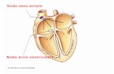 Nodo seno atriale · ECG in quanto coincide con la depolarizzazione ventricolare. Le variazioni di potenziale relative a questo evento sono pertanto mascherate da quelle ... I periodi