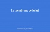 Le membrane cellulari - Università degli studi di Padovacompgen.bio.unipd.it/~ale/le_membrane_cellulari.pdf · membrana plasmatica mediato da una proteina transmembrana detta trasportatore