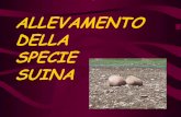 ALLEVAMENTO DELLA SPECIE SUINA - Marina Gentili · 2014-11-02 · patrimonio suino consistenza nazionale al 1 giugno 2012: 9.272.000 (aumento dello 0,8 % rispetto all’anno prcedente)