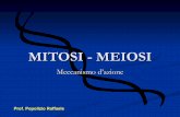 MITOSI - MEIOSI la funzione La MITOSI permette la duplicazione (divisione in due parti uguali) della cellula conservando il corredo cromosomico della cellula madre (questo è composto