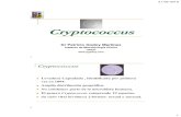 Importância do Gênero Cryptococcus na Medicina Contemporânea. · 3,7% 3,7% 3,7% 14,6%. Candida Aspergillus. Criptococcus. Mucormicosis Paracoccidioides Histoplasma Otros Moysés