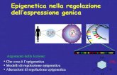 Epigenetica nella regolazione dell’espressione genica · 1. L’epigenetica regola l’espressione genica non alterando il DNA (sequenza) 2. Esistono molteplici tipi di regolazione