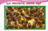 Diapositiva 1 - AvvisiLe api operaie Le altre api diventano api operaie e svolgono diversi compiti:costruiscono le celle,puliscono le celle,proteggono l’alveare,nutrono le