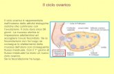 Il ciclo ovarico · Il ciclo ovarico è rappresentato dall’insieme delle attività biologiche cicliche che culminano con l'ovulazione. Il ciclo dura circa 28 giorni. La mucosa uterina