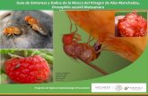 Guía de Síntomas y Daños de la Mosca del Vinagre de Alas ... · PDF file Programa de Vigilancia Epidemiológica Fitosanitaria Identificación de Drosophila suzukii Huevo Los huevos