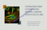 Cellula eucariote: citoscheletro, mitosi e meiosi, ciclo ...€¦ · CICLO CELLULARE 32 Prima di passare all’altro processo di divisione cellulare, la meiosi, è importante fare