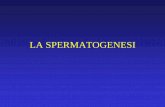 LA SPERMATOGENESI - Libero.it SPERMATOGENESI.… · SPERMATOGENESI Spermatogenesi (durata: 74 ±5 gg) in 3 fasi FASE 1: la proliferazione (dura 18 gg) Le divisioni mitotiche degli