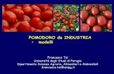 POMODORO da INDUSTRIA modelli - CESAR ... ) del pomodoro da industria trapiantato codice Fase fenologica