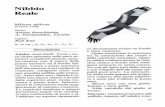 Guida ai rapaci della Sardegnasardegnaambiente.it › documenti › 3_67_20060203132015.pdf · ta un carattere distintivo per il riconoscimento della specie. Volo Il volo è lento