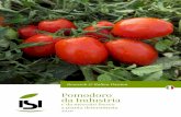 Pomodoro da Industria - ISI Sementi · 2019-12-13 · Pomodoro da Industria e da mercato fresco a pianta determinata 2020 Research & Italian Passion. Research & Italian Passion Mettiamo