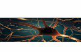 INFORMAZIONE SCIENTIFICA 6 / 2018 IL METABOLISMO DEL … · 2019-11-20 · 6 biovis INFORMAZIONE SCIENTIFICA 6 / 2018 IL METABOLISMO DEL TRIPTOFANO La serotonina è un noto neurotrasmettitore