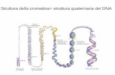 Struttura della cromatina= struttura quaternaria del DNA Il DNA, insieme a diverse proteine si organizza