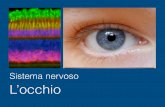 Sistema nervoso L’occhio - unige.itocchio.pdfL’occhio Gli occhi sono due formazioni sferoidali con un diametro medio di 24 mm e un peso di 8 g. Ciascun bulbo oculare occupa la