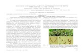 Curvularia andropogonis: AGENTE ETIOLÓGICO DA ...cionistas do solo (Purseglove, J.M. Tropical Crops – Monocotyledons. Harlow, Longman. 1972) Durante o ano de 2000 e de 2001, foi