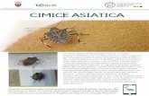 cimice - Codipra · La cimice asiatica (H a l y o m o r p h a h a l y s ) è un insetto originario della Cina che si è diffuso prima in Nord America e poi in Europa. In Italia il