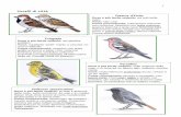 Uccelli di città - Parco Pinetaparcopineta.org/public/newsletter/files/Download e...piccoli insetti; altri ancora sono una via di mezzo. Scrivi “G” accanto agli uccelli che, ...