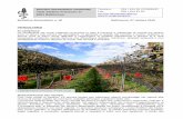 Servizio fitosanitario cantonale Telefono: 091 / 814 …...magari di quella poca uva lasciata sui tralci oppure sul terreno. Si possono così vedere api, calabroni e farfalle intenti