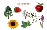 Le piante - WordPress.com · 2018-09-13 · Il fiore I frutti e i semi . Piante senza fiori Milioni di anni fa esistevano sulla ... dalla gemma apicale. La foglia . La foglia si sviluppa
