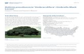 Robinia pseudoacacia ‘Umbraculifera’: Umbrella Black Locust · 2015-04-08 · Robinia pseudoacacia ‘Umbraculifera’: Umbrella Black Locust 2 Description Height: 15 to 20 feet