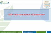 PARP come marcatore di infiammazione...CD11b PMN/Macrophages CC126 Allophicocianin (APC) CD14 Macrophages TÜK 4 Fluorescein (FITC) CD45 Leukocytes 1.1.32 R-phycoerytrin (PE) Cell