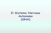 Il Sistema Nervoso Autonomo (SNA) · SNA- Intro/Organizzazione • Il SNA contribuisce all’omeostasi interna controllando, con azioni indipendenti di autocontrollo, le funzioni