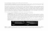 EcocolorDoppler testicolare: linee guida sulla ...Letture consigliate: 1) Isidori AM, Lenzi A. Scrotal Ultrasound. Morphological and Functional Atlas. Forum Service, 2011, ISBN: 9788889620465
