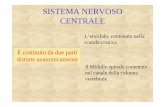 SISTEMA NERVOSO CENTRALE - Istituto Paladini...SISTEMA NERVOSO CENTRALE È costituito da due parti L’encefalo, contenuto nella scatola cranica distinte anatomicamente Il Midollo